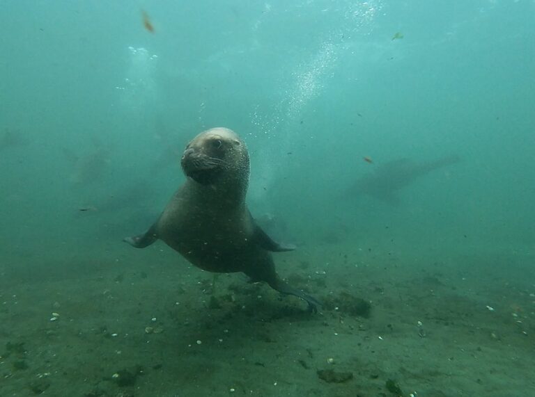 buceo-fauna-1-768x571-1