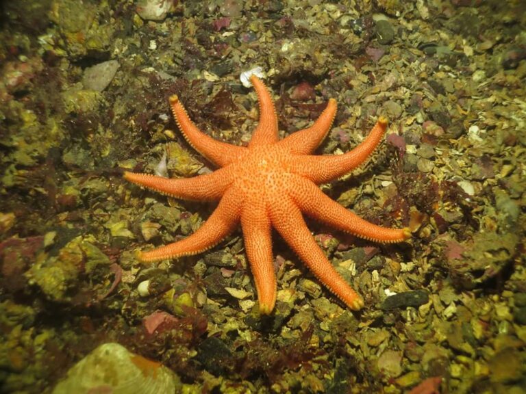 estrella-sol-768x576-1