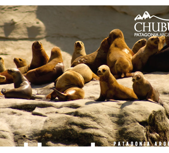 marques001-550x500-1