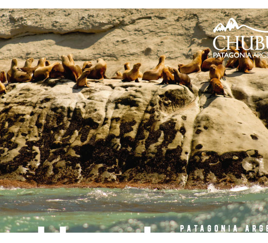 marques004-550x500-1