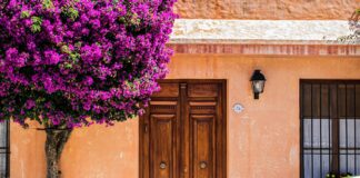 Buquebus busca triplicar turismo en Colonia